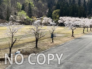 校内周辺の桜(1)