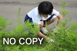 キバナコスモス除草活動(1)