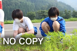キバナコスモス除草活動(2)