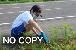 キバナコスモス除草活動(3)