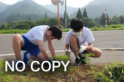 キバナコスモス除草活動(4)
